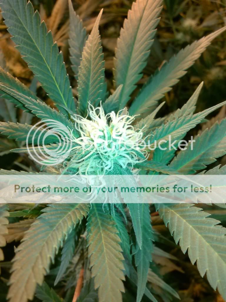 CAM00154_zpse919c2a7.jpg