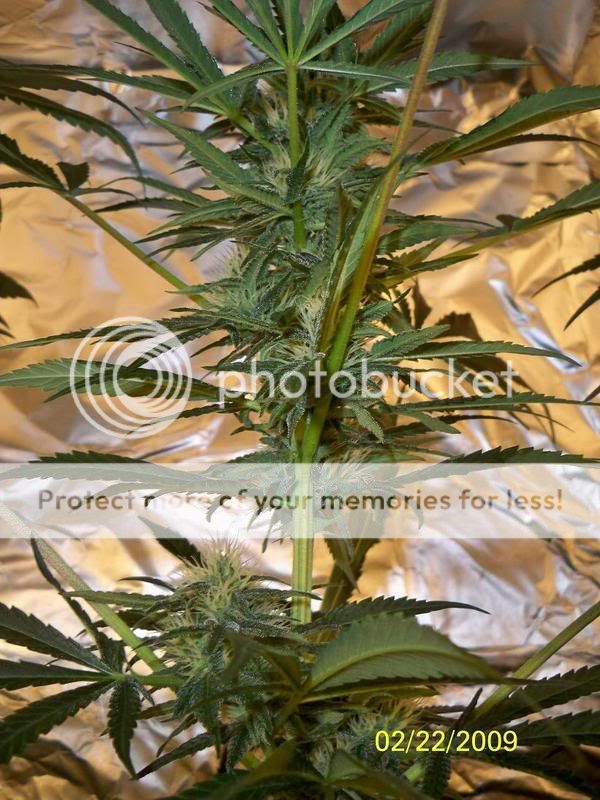 MYOGKUSH2.jpg