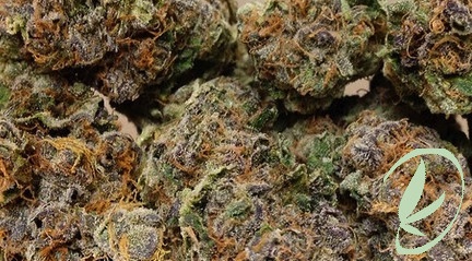 www.allbud.com