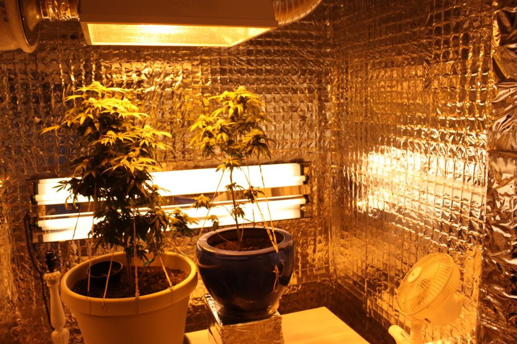 GrowRoom5911.jpg