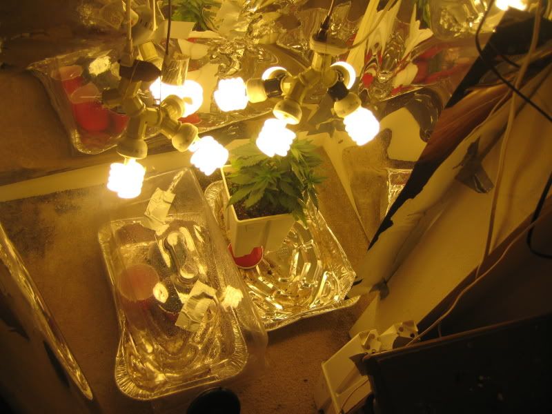 plants110.jpg