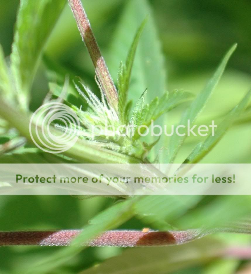 trichome.jpg