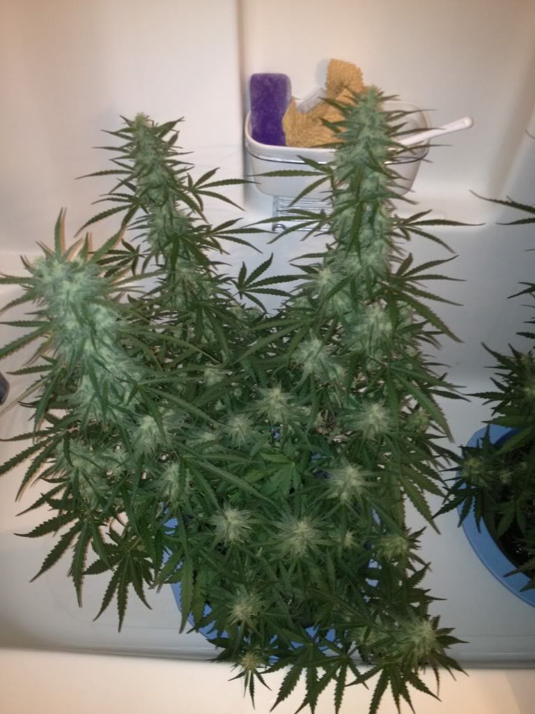 c99uvnonuv007_cleaned.jpg