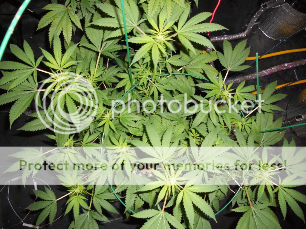 G13A3_Day24f.jpg