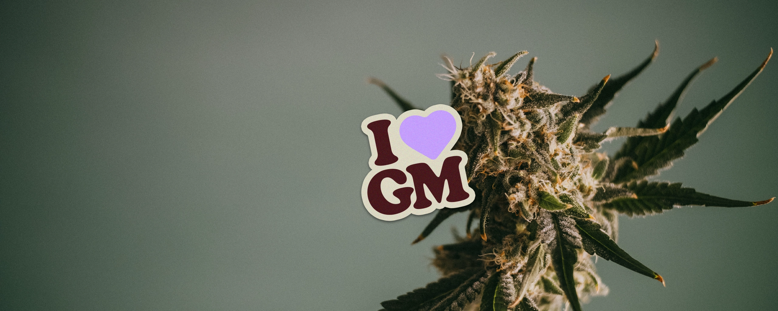 www.bonzaseeds.com