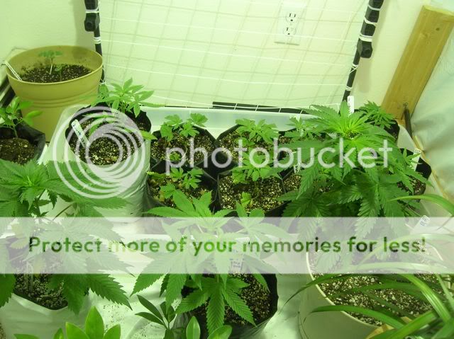 DSCN1138.jpg