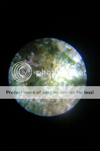 IMAG0217.jpg