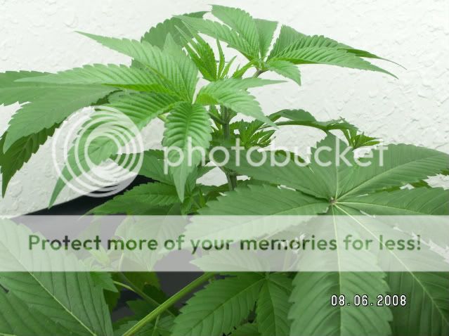 PICT0187.jpg