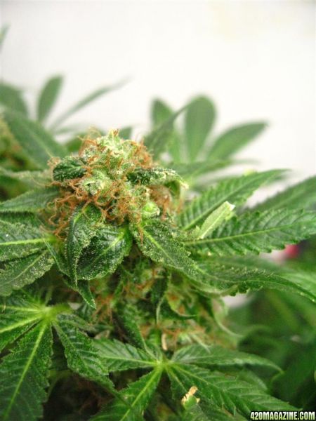Blueberry1_Harvest_12_.jpg