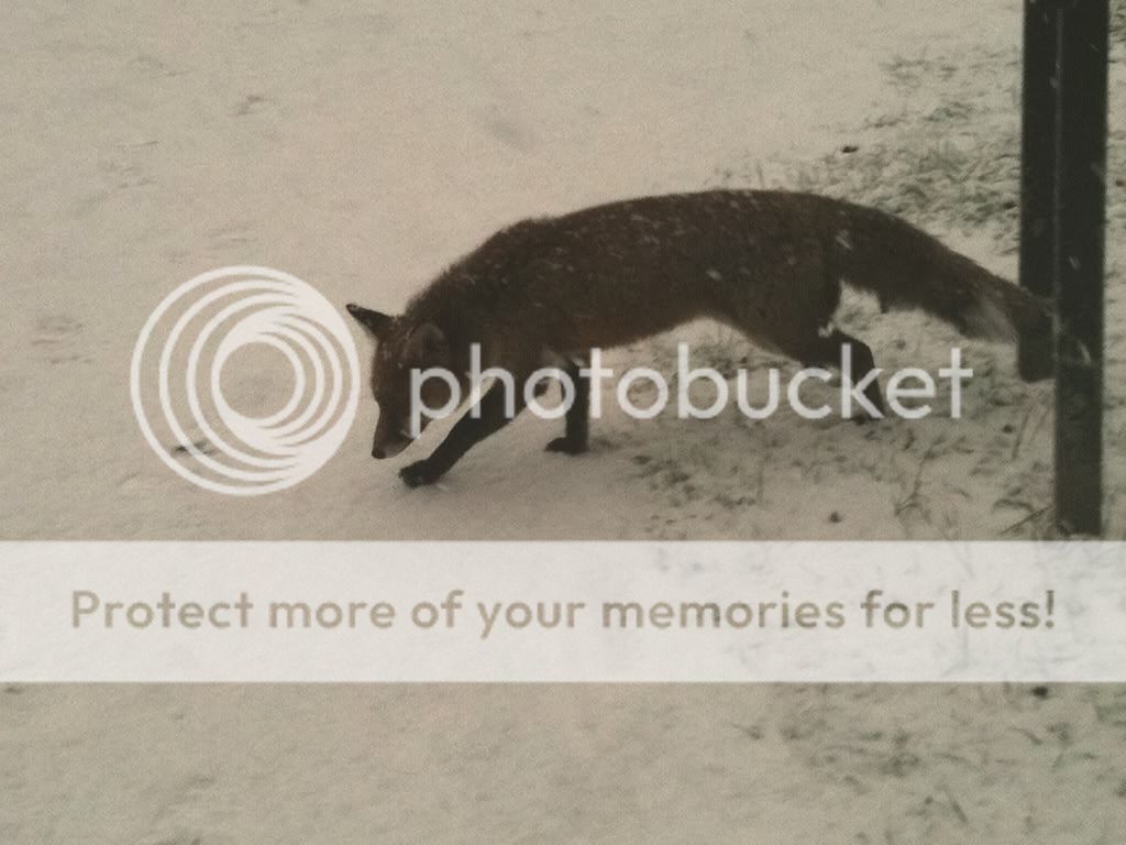 winterfox.jpg