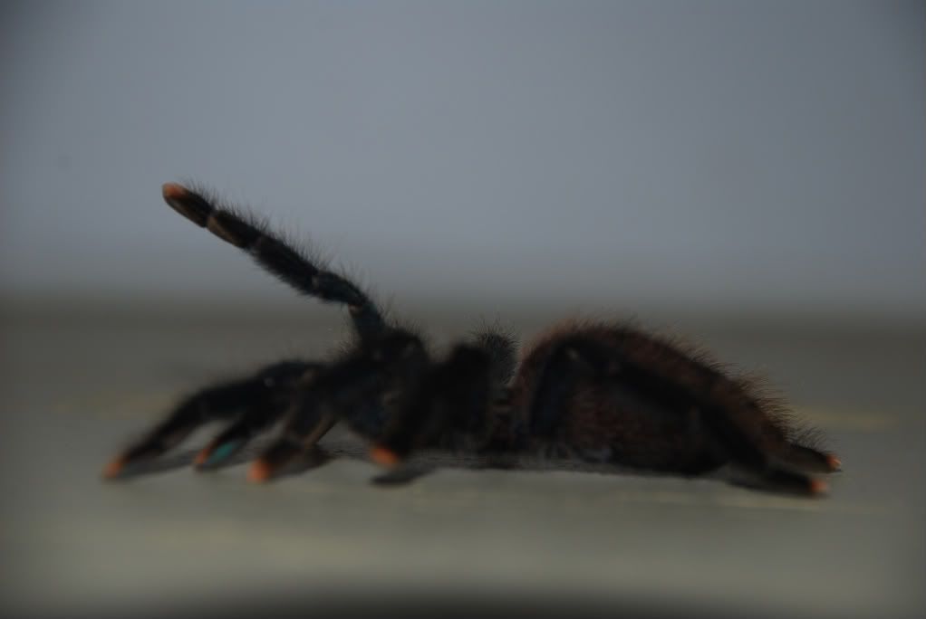 DSC_0199.jpg
