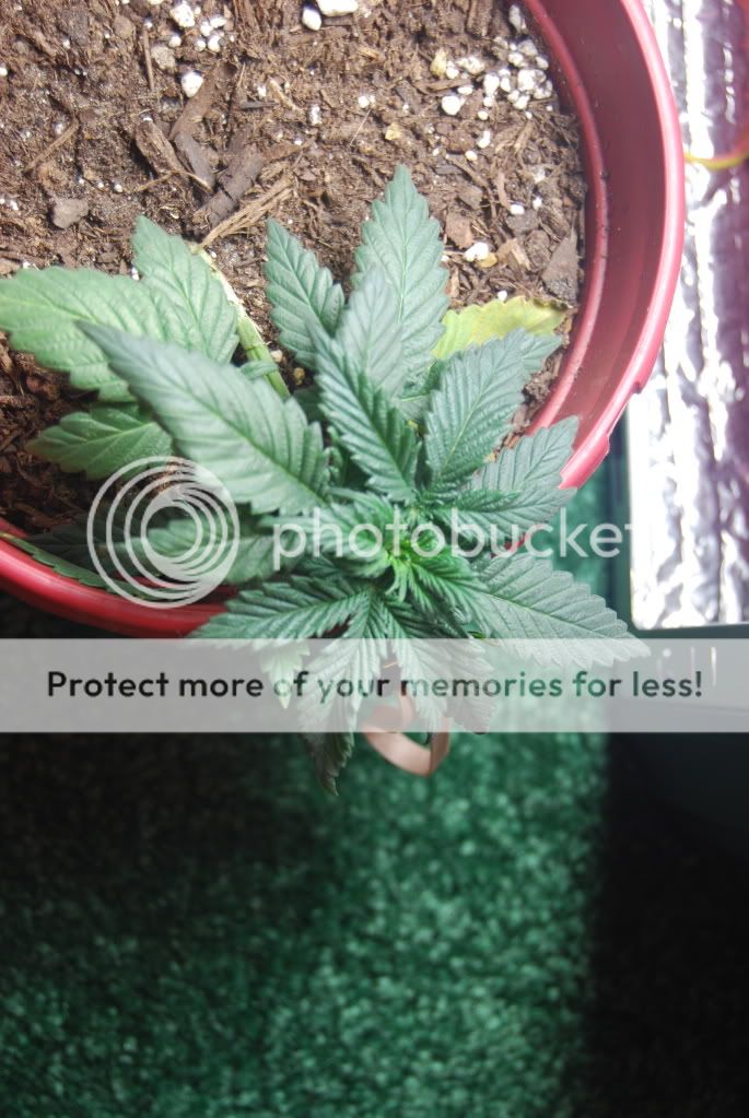 weed27001.jpg