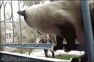 giphy.gif