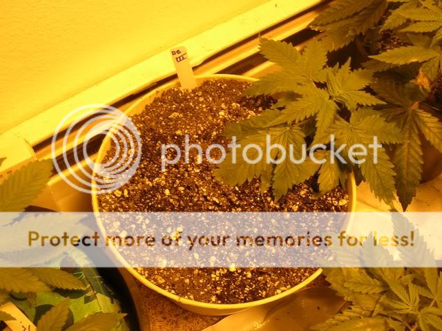 DSCN1103.jpg