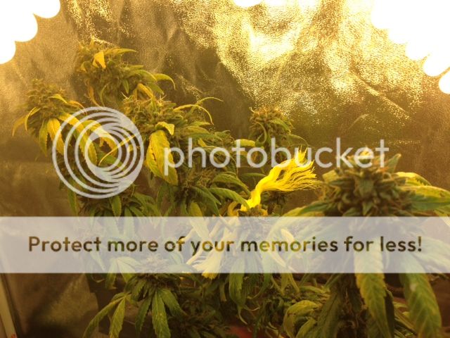 IMG_0510_zpsfa6d16f2.jpeg