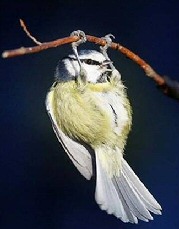 bird_fit.jpg