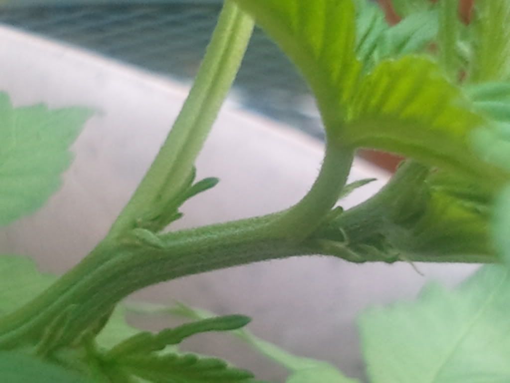 2012-05-15190019.jpg