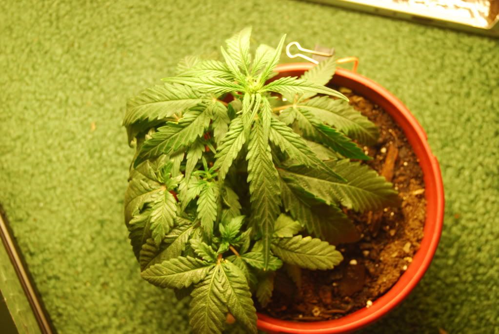 weed39006.jpg