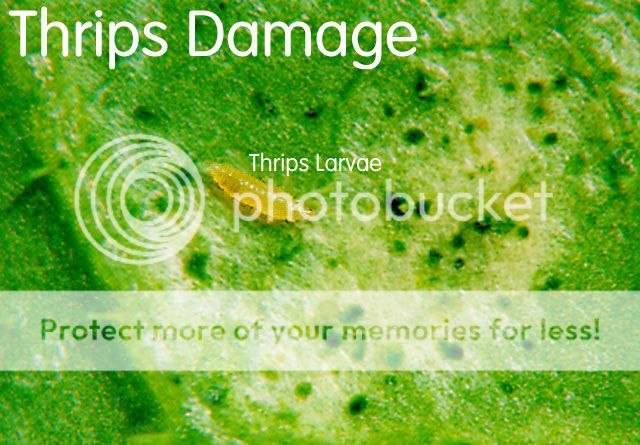 thrips_damage_zpsfccb4a80.jpg