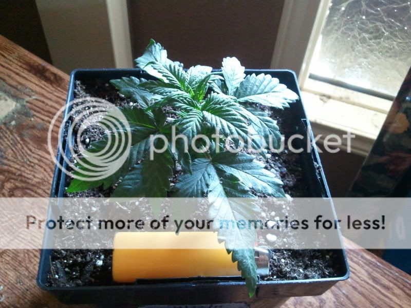 2012-01-17134453.jpg
