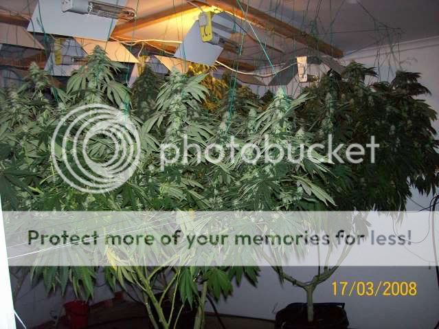 Plants109.jpg