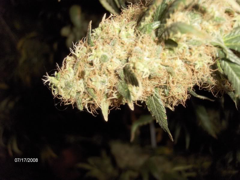 onedayb4flush017-1.jpg