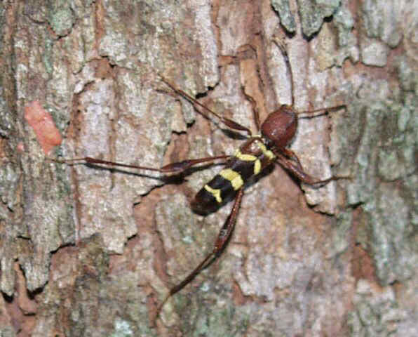 New%20York%20Bug%20-%20May%202004.jpg