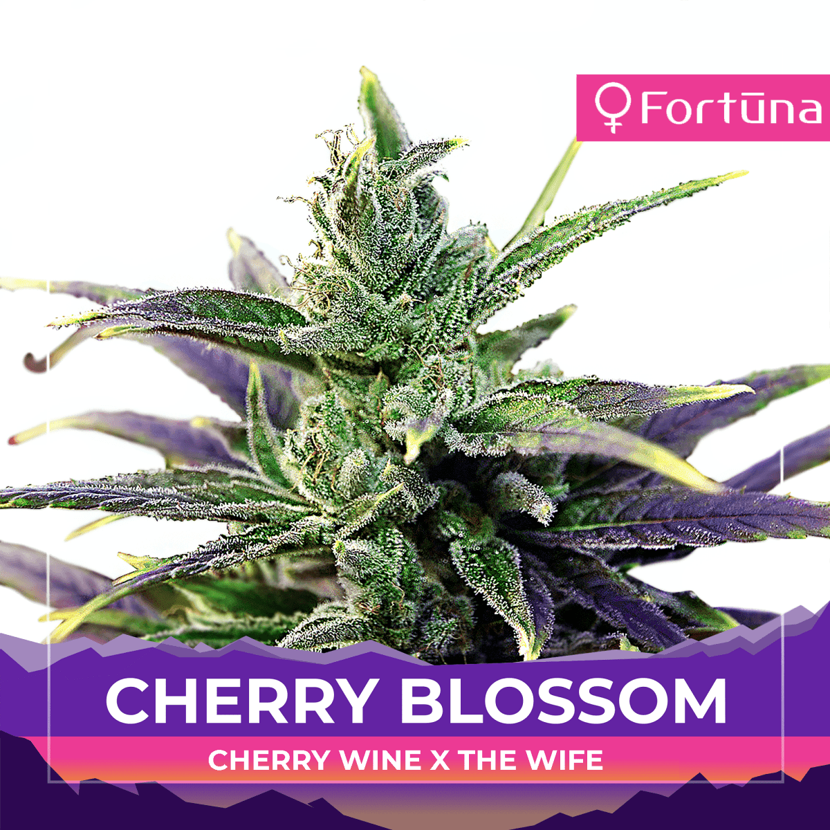 www.fortunahemp.com