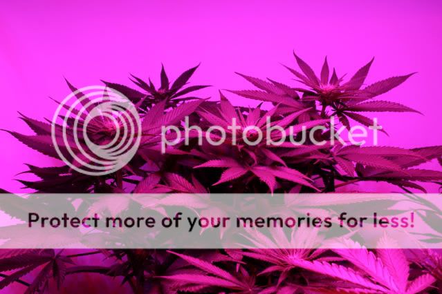 _MG_8288-Copy_zpsbae37e60.jpg