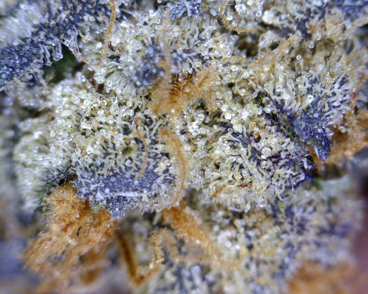 GSC_trichome_3.jpg