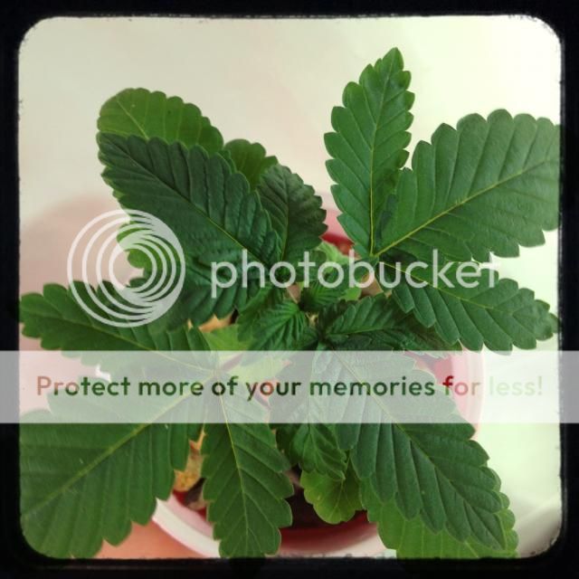 image_zps498d50d1.jpg
