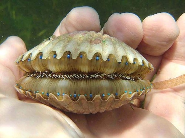 creepy_nature_04.jpg