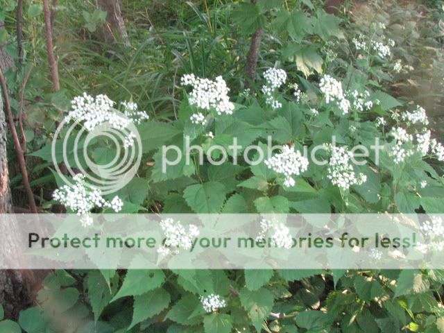 IMG_2035.jpg