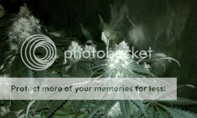 IMAG0373.jpg