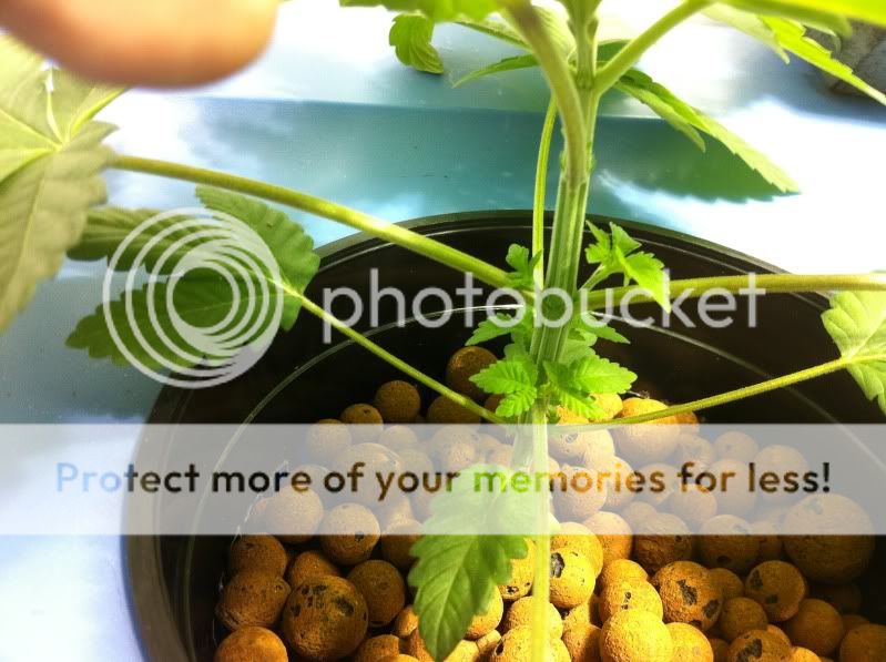 plant2.jpg
