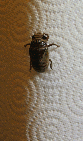 Sing, Fly, Mate, Die — Here Come The Cicadas! : Krulwich Wonders... : NPR