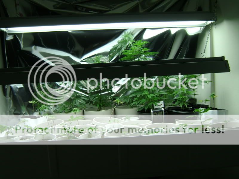 Picture012-16.jpg