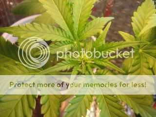 sprout012.jpg