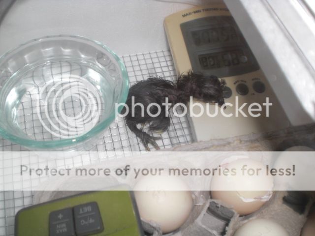 CIMG3664_zps778f2f2f.jpg