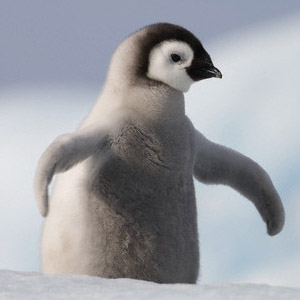 penguin-copy.jpg