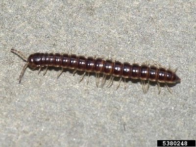 millipede.jpg