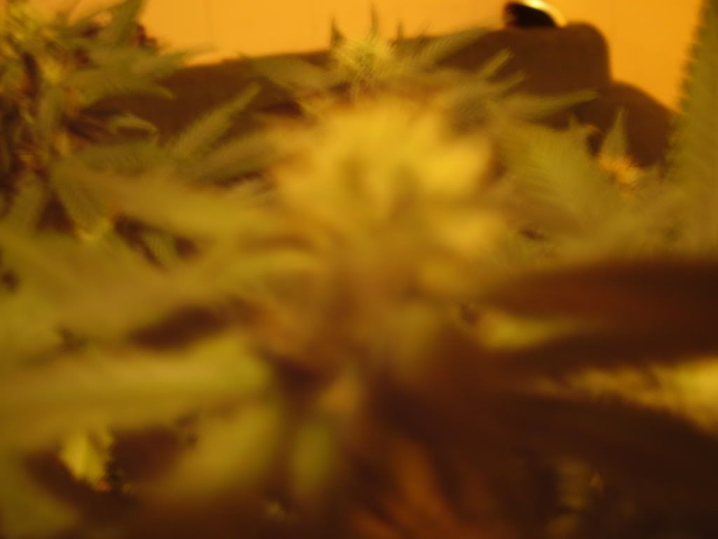 week4027.jpg