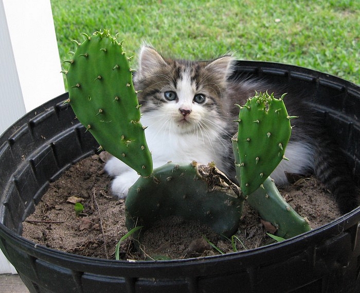 cactus_cat_by_captainicy-d4tkjnf.jpg