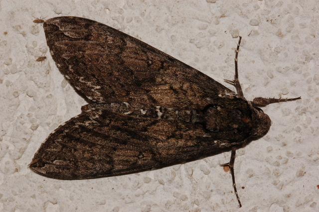 Manduca_sexta,_Carolina_Sphinx,I_JP86302.jpg