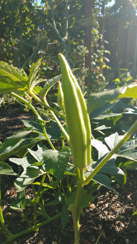 okra09132021.jpg