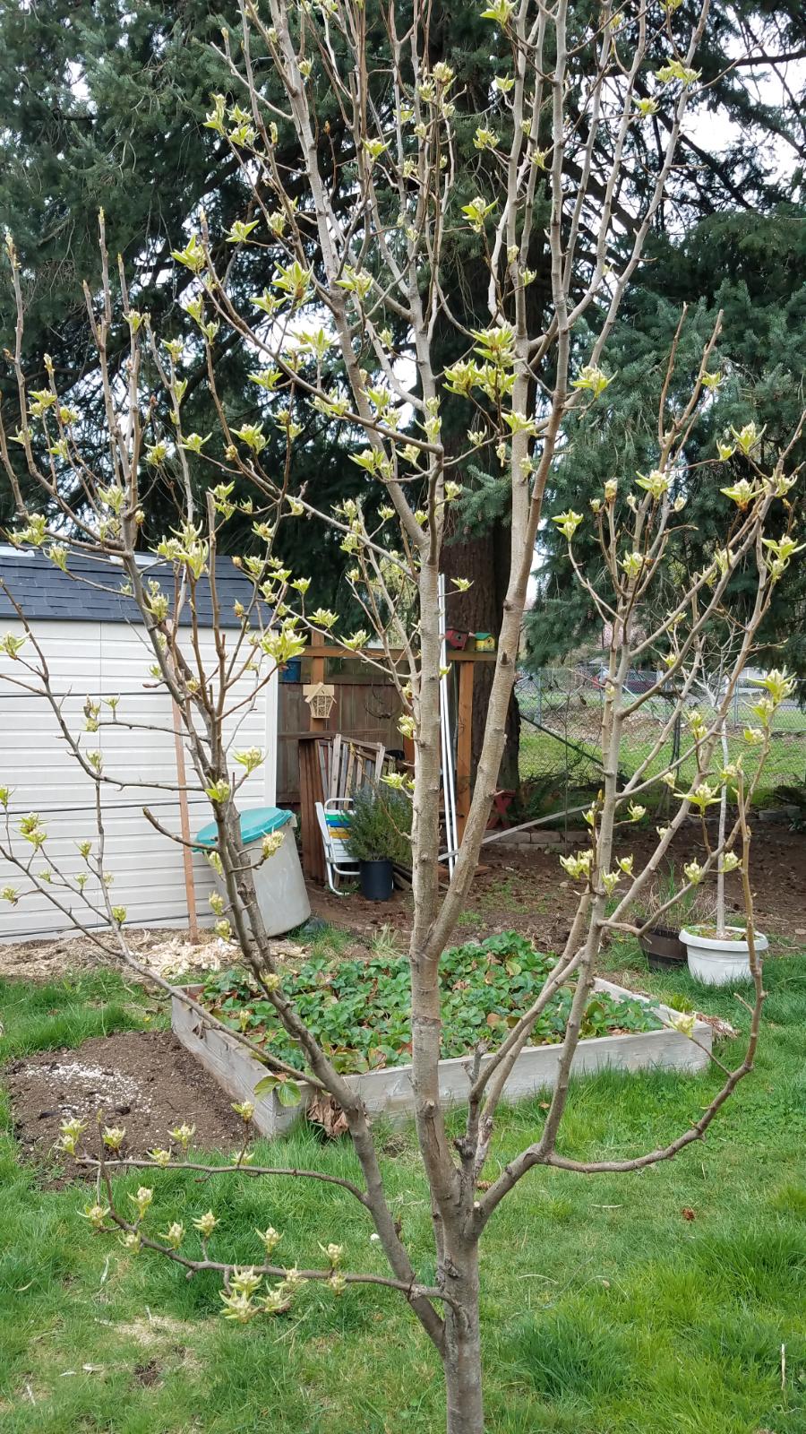 pear44.jpg