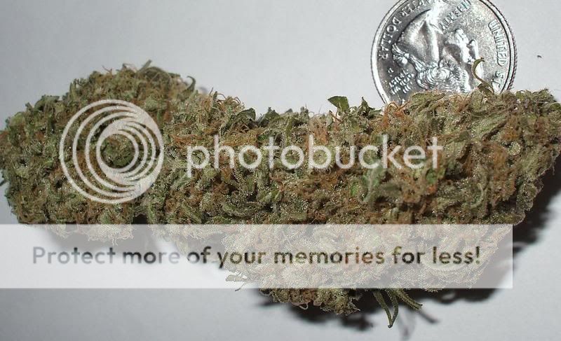 myblunug2.jpg