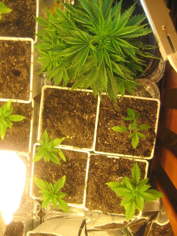 plants059.jpg