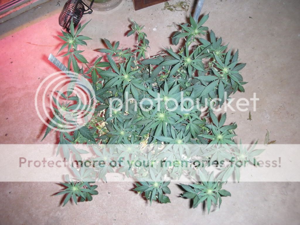 DSCN2408.jpg