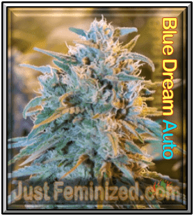 justfeminized.com